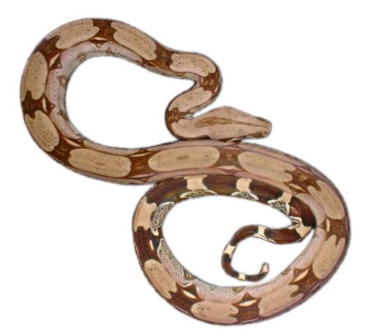 Snake5.jpg